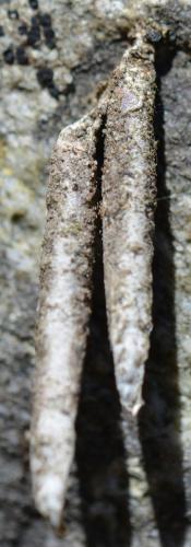Taleporia sp.